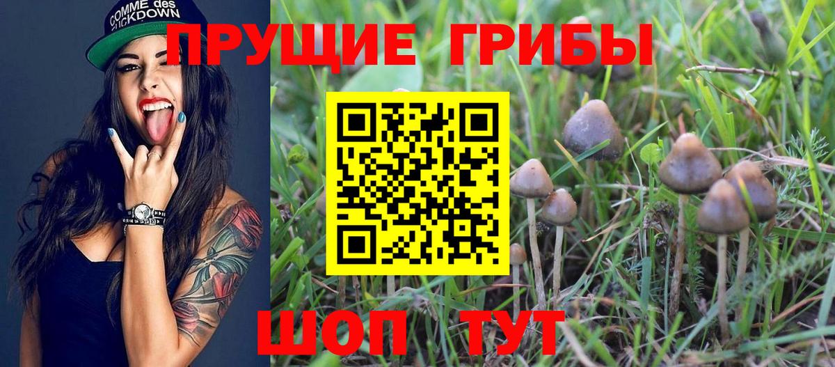 Орёл  Галлюциногенные грибы Psilocybine cubensis  Вход с VPN 